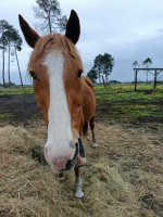 Vente de cheval : Exeko